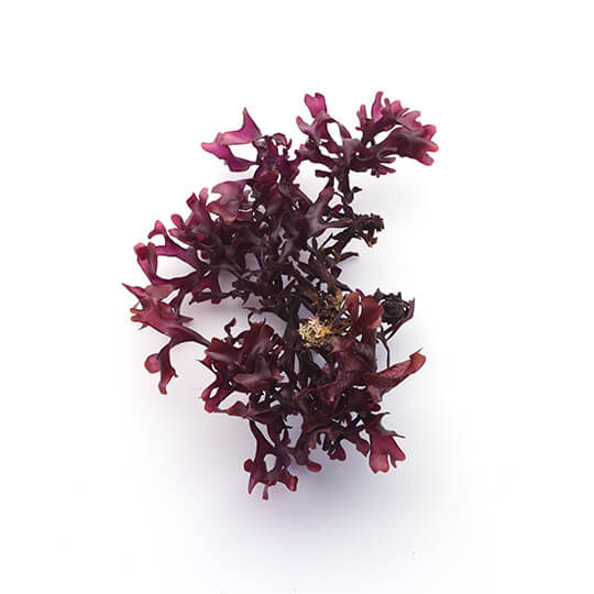 Red Seaweed 